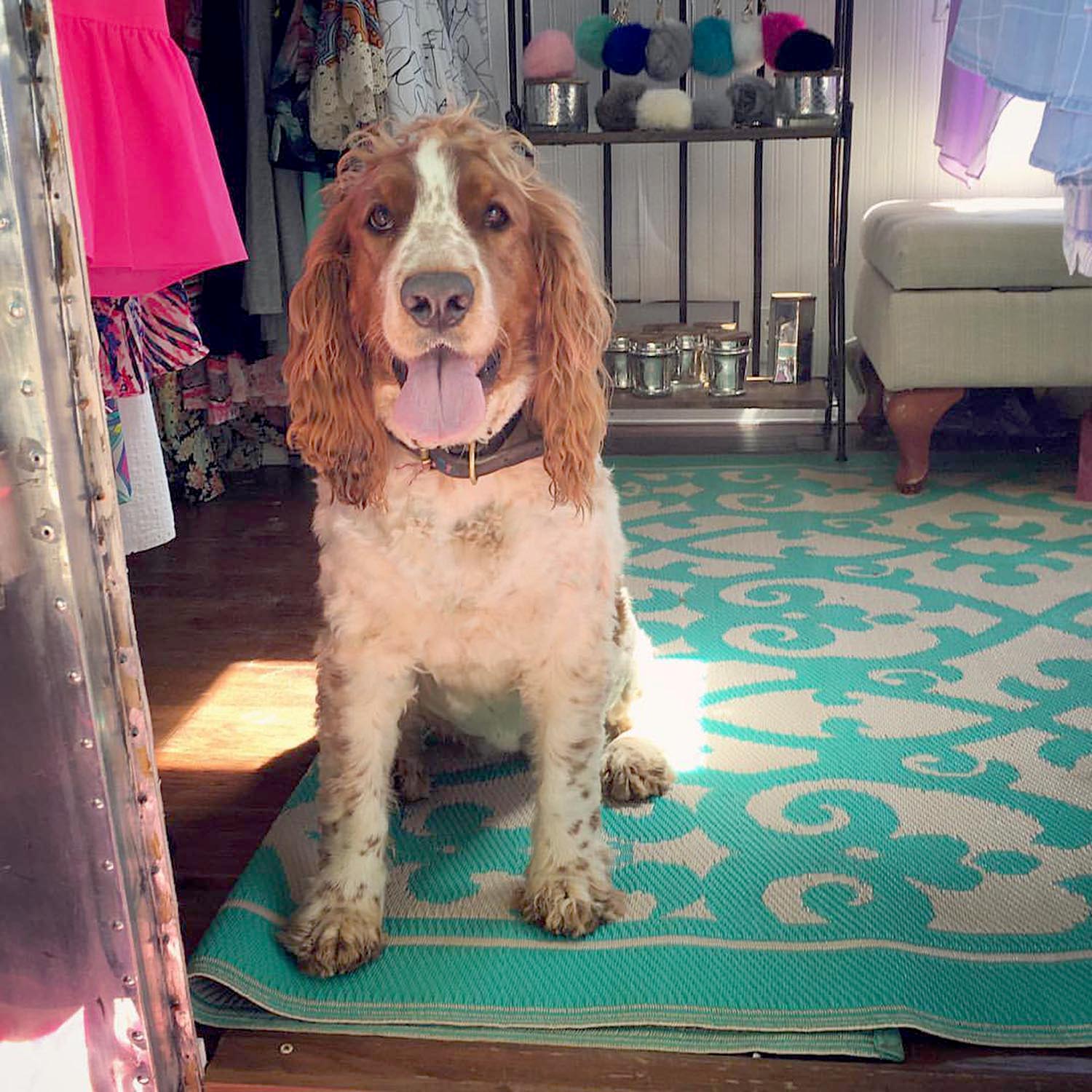 We love our sweet shop dog!